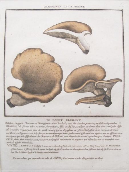 litographie-champignons-Mushrooms-laffichiste_affiches-authentiques-et-originales