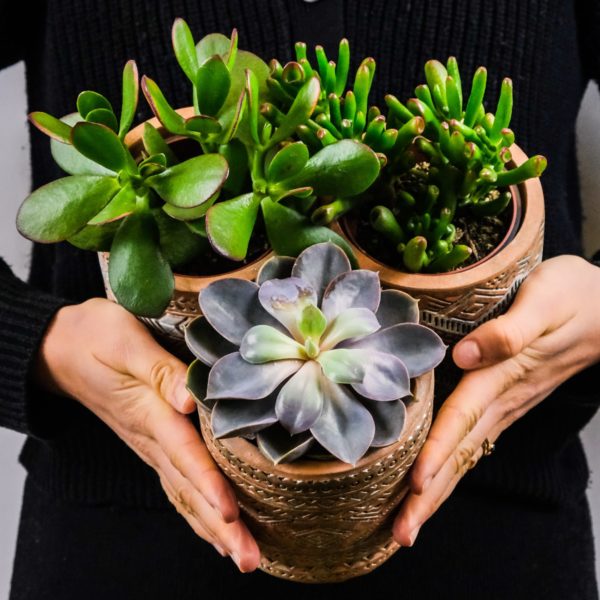 comment-prendre-soin-de-ses-plantes-dinterieur-2